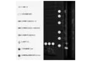 v1787141418/productvergelijker/KTV/52166825_kk_23-36